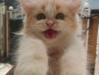 Persian cat