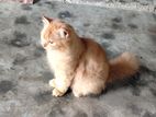 persian cat