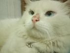 Persian Cat