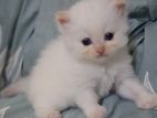 Persian Cat