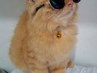 Persian Cat