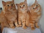 Persian Cat