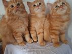 Persian Cat