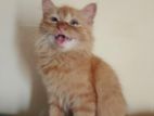 Persian Cat