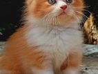 Persian Cat
