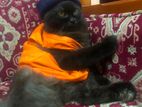 Persian Cat