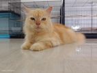 Persian Cat