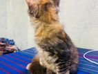 Persian cat