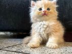 Persian cat