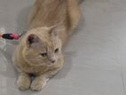 Persian Cat for Kind Home