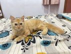 Persian Cat