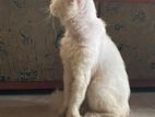 Persian Cat