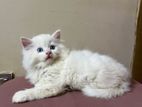 Persian Cat