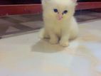 Persian cat