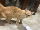Persian Cat