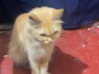 Persian cat