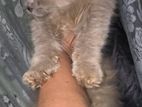 Persian cat