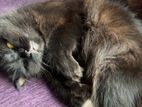 Persian Cat
