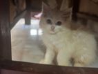 Persian cat