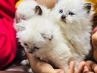 persian cat