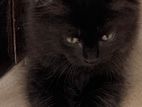 Persian Cat