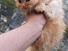 persian cat