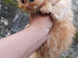 Persian Cat