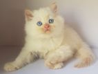 Persian Cat