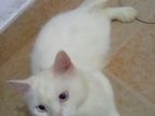 Persian Kitten