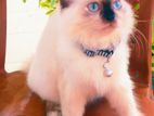 Persian Cat
