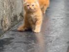 Persian Cat