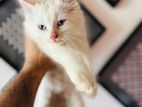 Persian Cat