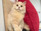 Persian Cat