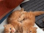 Persian cat