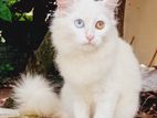 Persian Cat