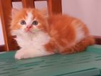 Persian Cat