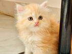 Persian Kitten