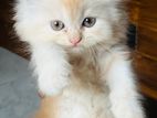 Persian Kitten