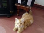 Persian Kitten