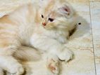Persian Cat