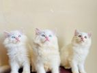 Persian cat
