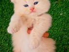 Persian Cat