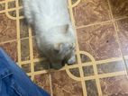 Persian Cat