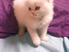 Persian cat