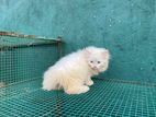 Persian Cat