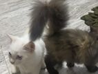 Persian Cat