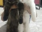 Persian Cat