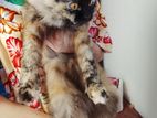 Persian Cat