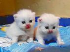 Persian cat