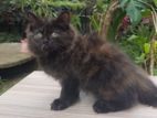 Persian Kittens